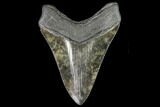 Fossil Megalodon Tooth - Georgia #109380-2